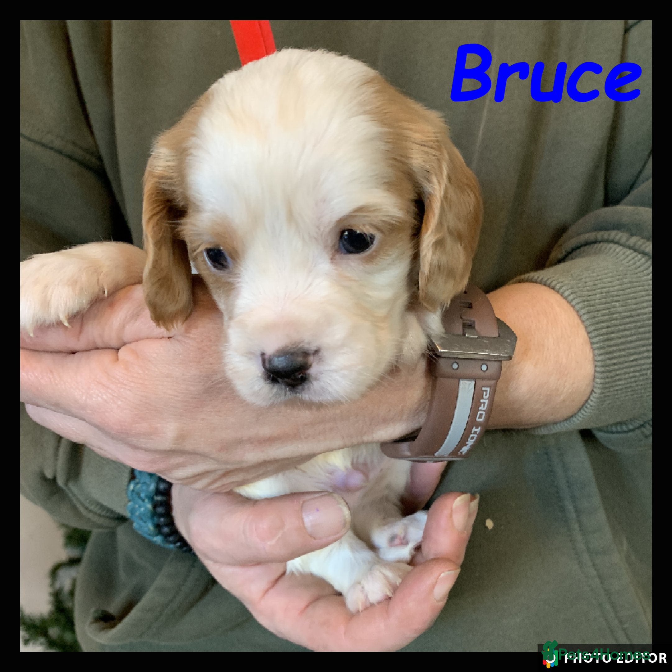 Cockalier dogs Beautiful Cockalier Pups – Loving Homes Await - Advert 6