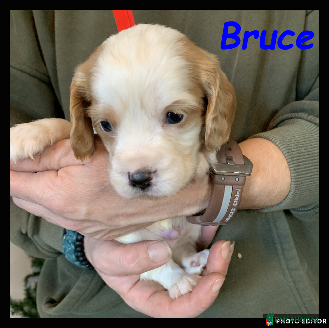 Cockalier dogs for sale: Beautiful Cockalier Pups – Loving Homes Await - Advert 1