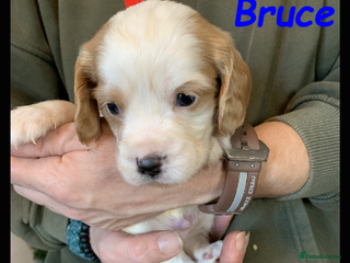 Cockalier dogs **only 1 boy left** Beautiful Cockalier Pups. - Advert 2