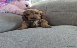 Cockapoo dogs for sale: Toy champion show cockapoo - Image 3