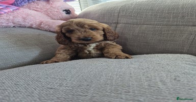 Cockapoo dogs - Advert 2