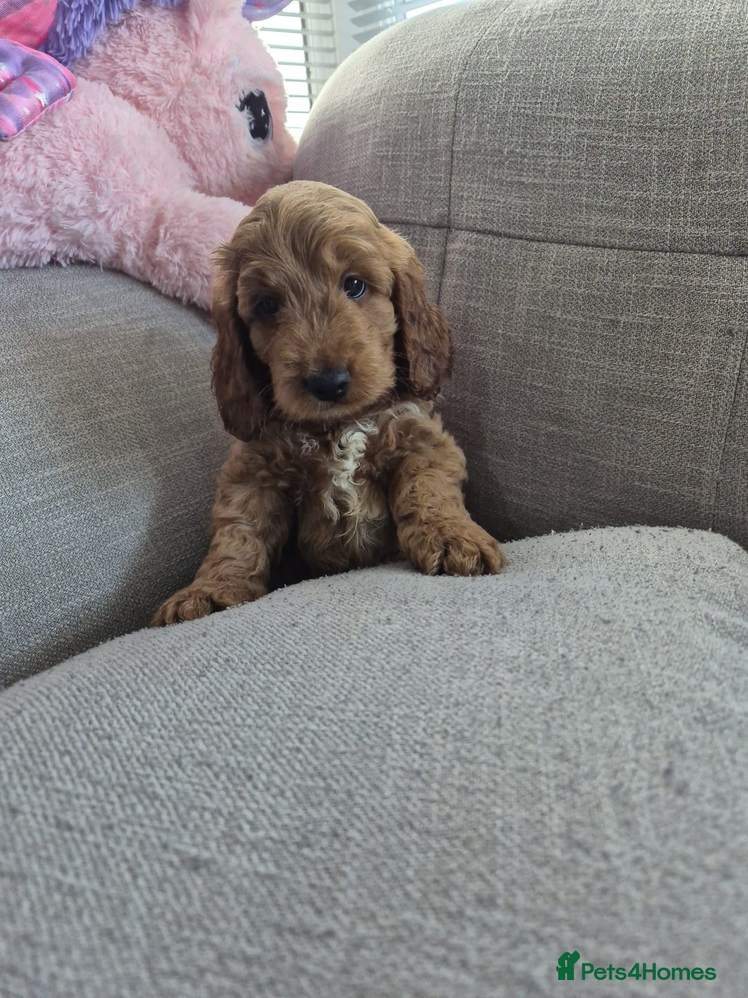 Cockapoo dogs for sale: Toy champion show cockapoo - Image 3
