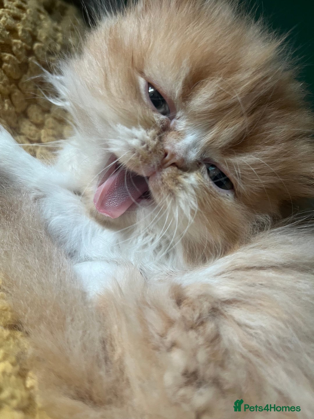 Persian cats for sale: Persian kittens  - Image 3