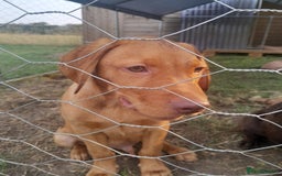 Labrador Retriever dogs for sale: Dog for sale - Image 3