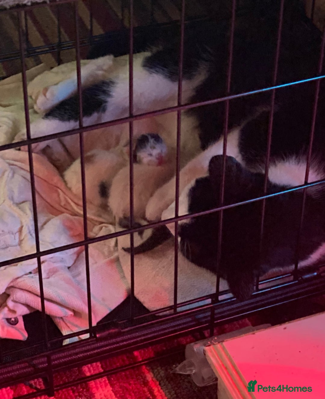 British Shorthair cats for sale: 3 stunningly gorgeous baby’s  - Advert 2