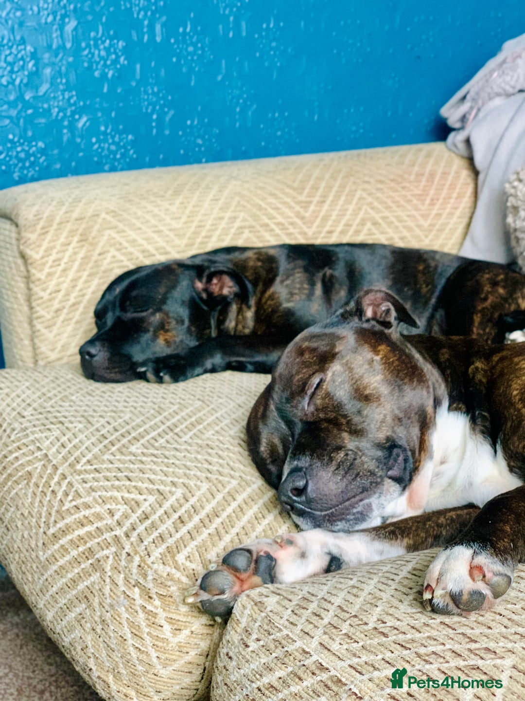 Staffordshire Bull Terrier dogs for sale: Champion bloodlines Kc mother puppy - Advert 13