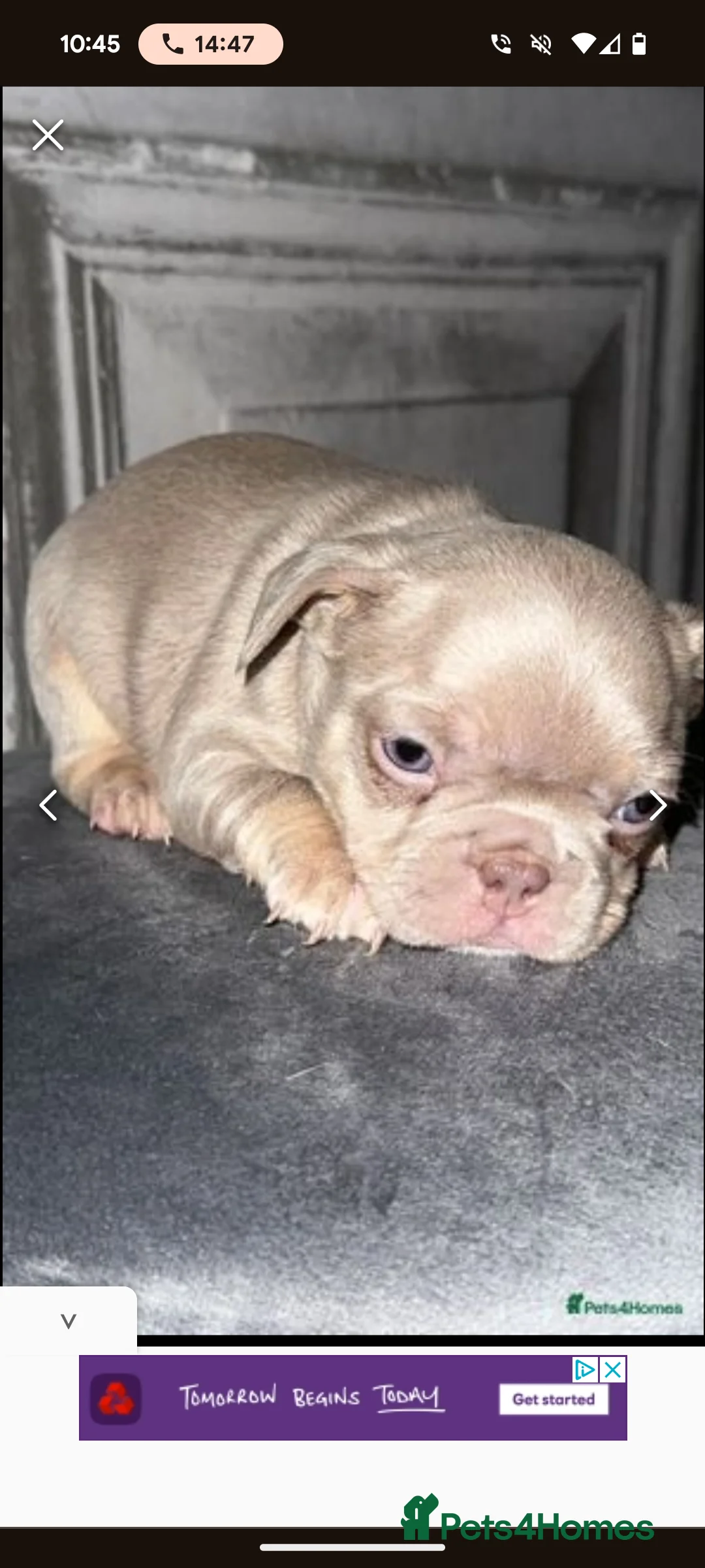 French Bulldog dogs for stud: Rfg tested aa lilac quad fluffy carrying testable in Sheffield - Advert 14