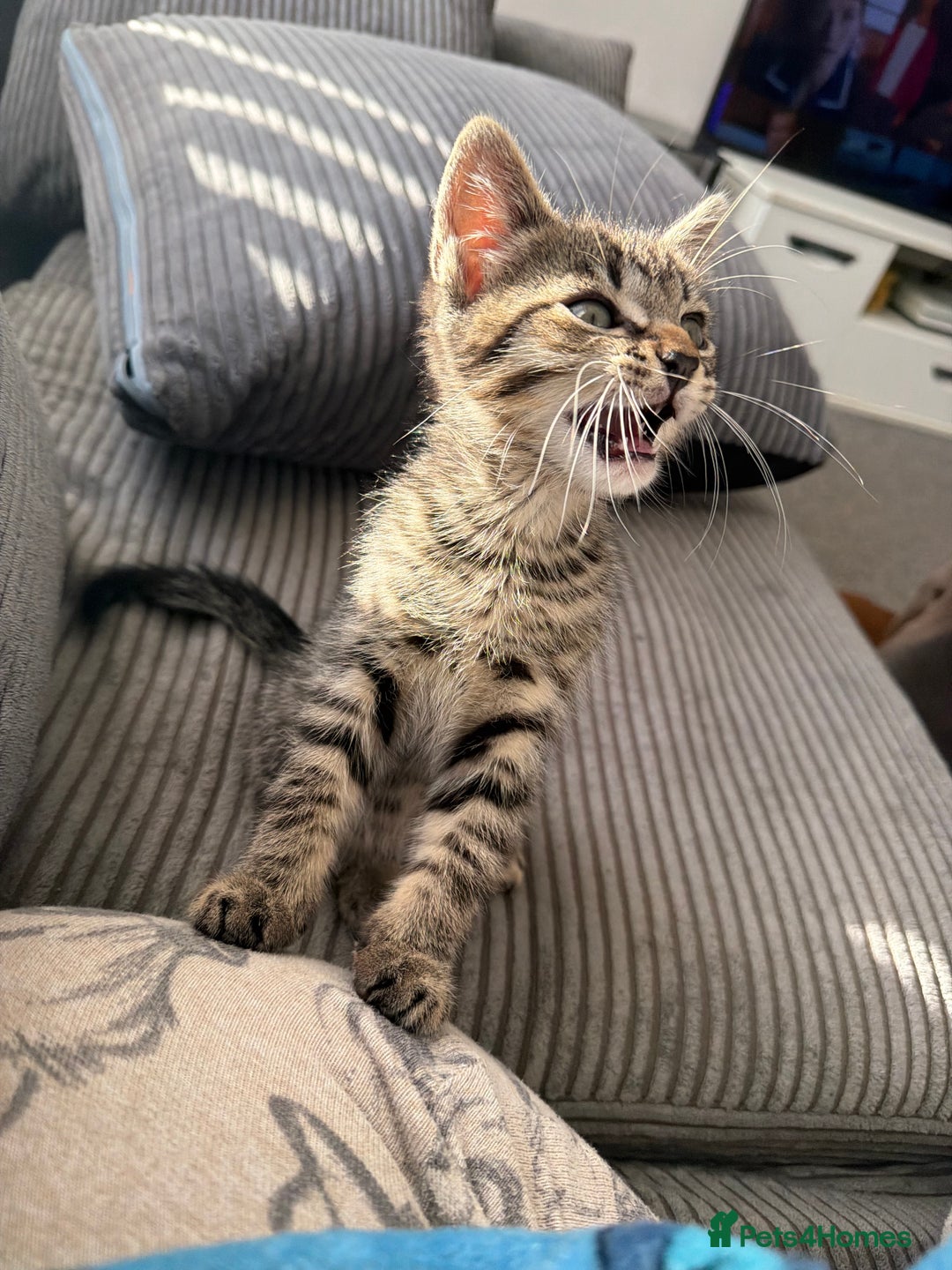 Mixed Breed cats for sale: Male and female must go together  - Advert 9