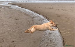 Labrador Retriever dogs for sale: Working/Active Pet - Image 21
