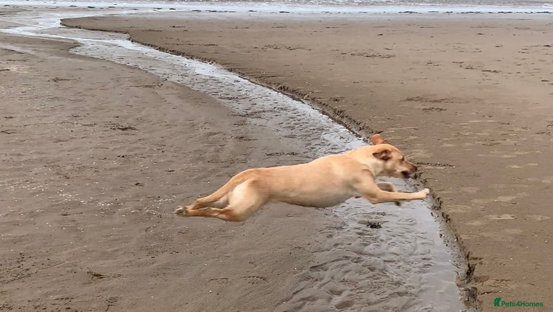 Labrador Retriever dogs for sale: Working/Active Pet - Image 21