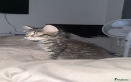 Maine Coon cats for sale: Maincoon kitten  - Image 1