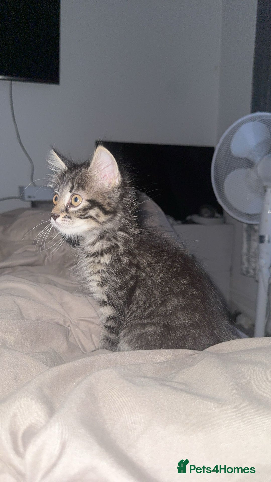 Maine Coon cats for sale: Maincoon kitten  - Image 1