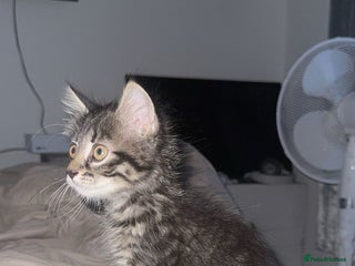 Maine Coon cats - Advert 8