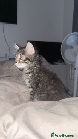 Maine Coon cats - Advert 10