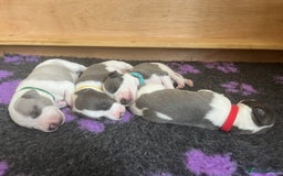 Whippet dogs for sale: Beautifully bred KC whippet pups - Image 8