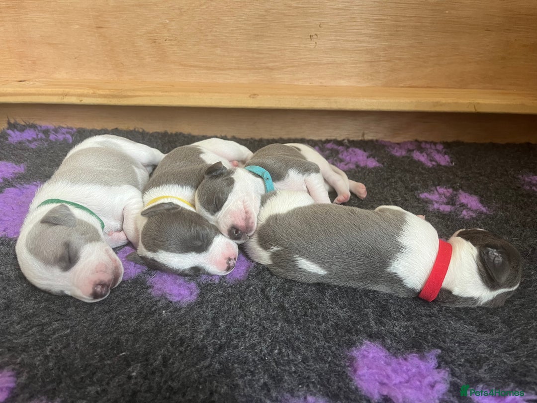 Whippet dogs for sale: Beautifully bred KC whippet pups - Image 8