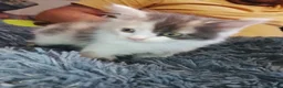 Maine Coon cats for sale: Beautiful Maine Coon babies looking for families - Advert 8