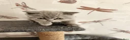 British Shorthair cats for sale: British shorthair kittens ready to leave now  - Advert 16