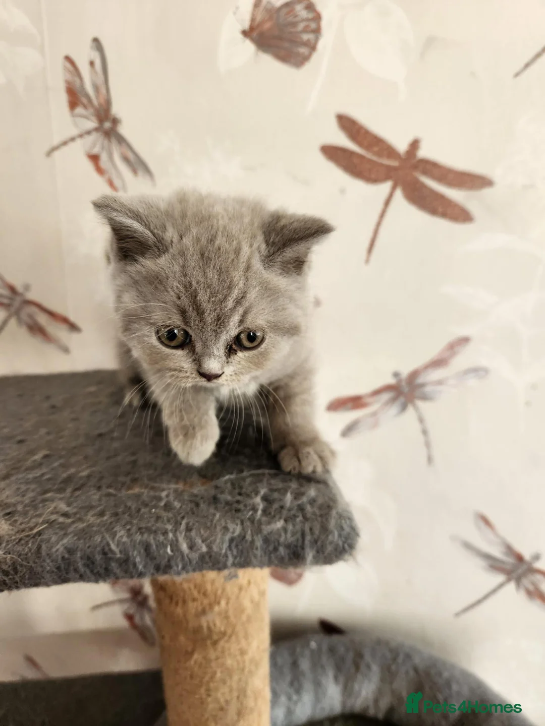 British Shorthair cats for sale: British shorthair kittens ready to leave now  - Advert 16