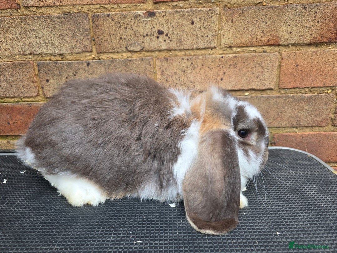 French Lop rabbits for sale: Pure bred French Lops - Advert 2