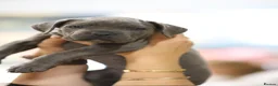 Cane Corso dogs for sale: HANDSOME CANE CORSO PUPPIES - Advert 3