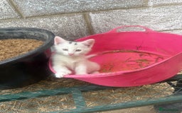 Siamese cats for sale: Stunning Siamese X Ragdoll kittens  - Image 9
