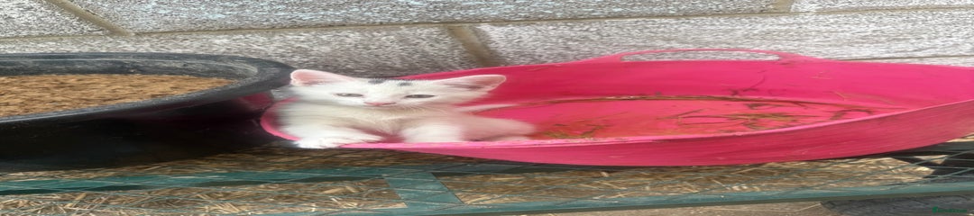 Siamese Kitten 3