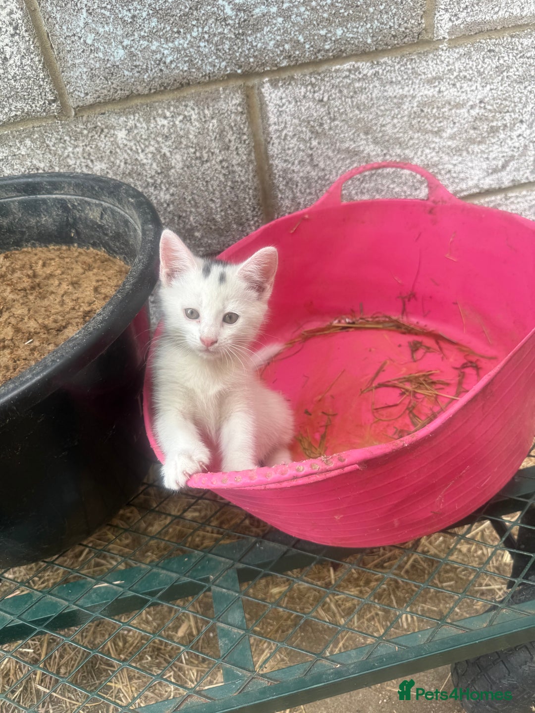 Siamese cats for sale: Stunning Siamese X Ragdoll kittens  - Image 9