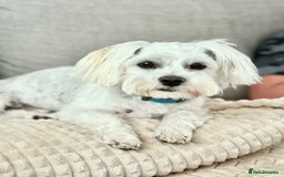 Maltese dogs for sale: Maltese male 💙 - Advert 3