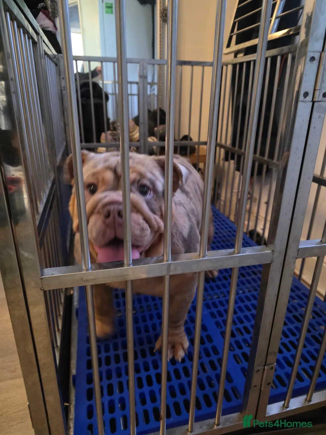 English Bulldog dogs for sale: Mr Muscle x Leo daughter  - Advert 7