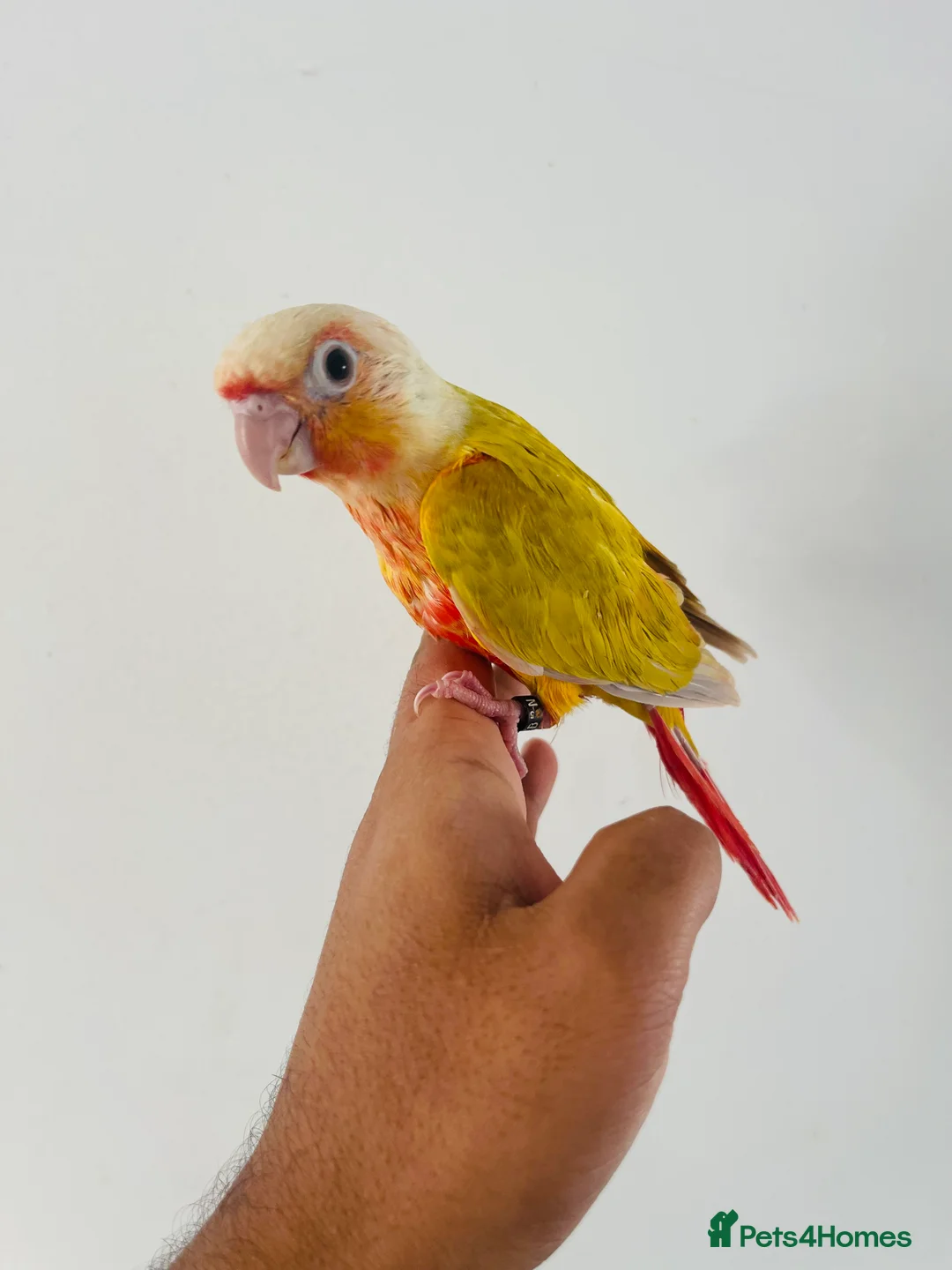 Conures birds for sale: Hand reared conure for sale  - Advert 17