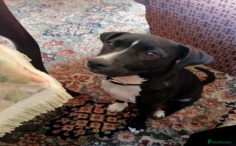 Staffordshire Bull Terrier dogs - Advert 2