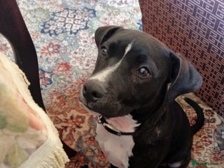 Staffordshire Bull Terrier dogs - Advert 28