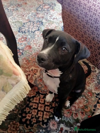 Staffordshire Bull Terrier dogs - Advert 36