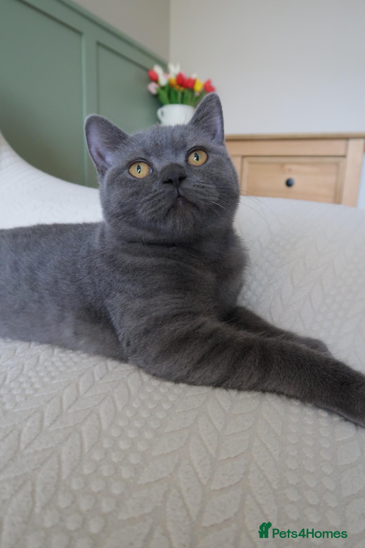 British Shorthair cats ✨️ FEMALE TICA Non Active/ ACTIVE ✨️ - Advert 19