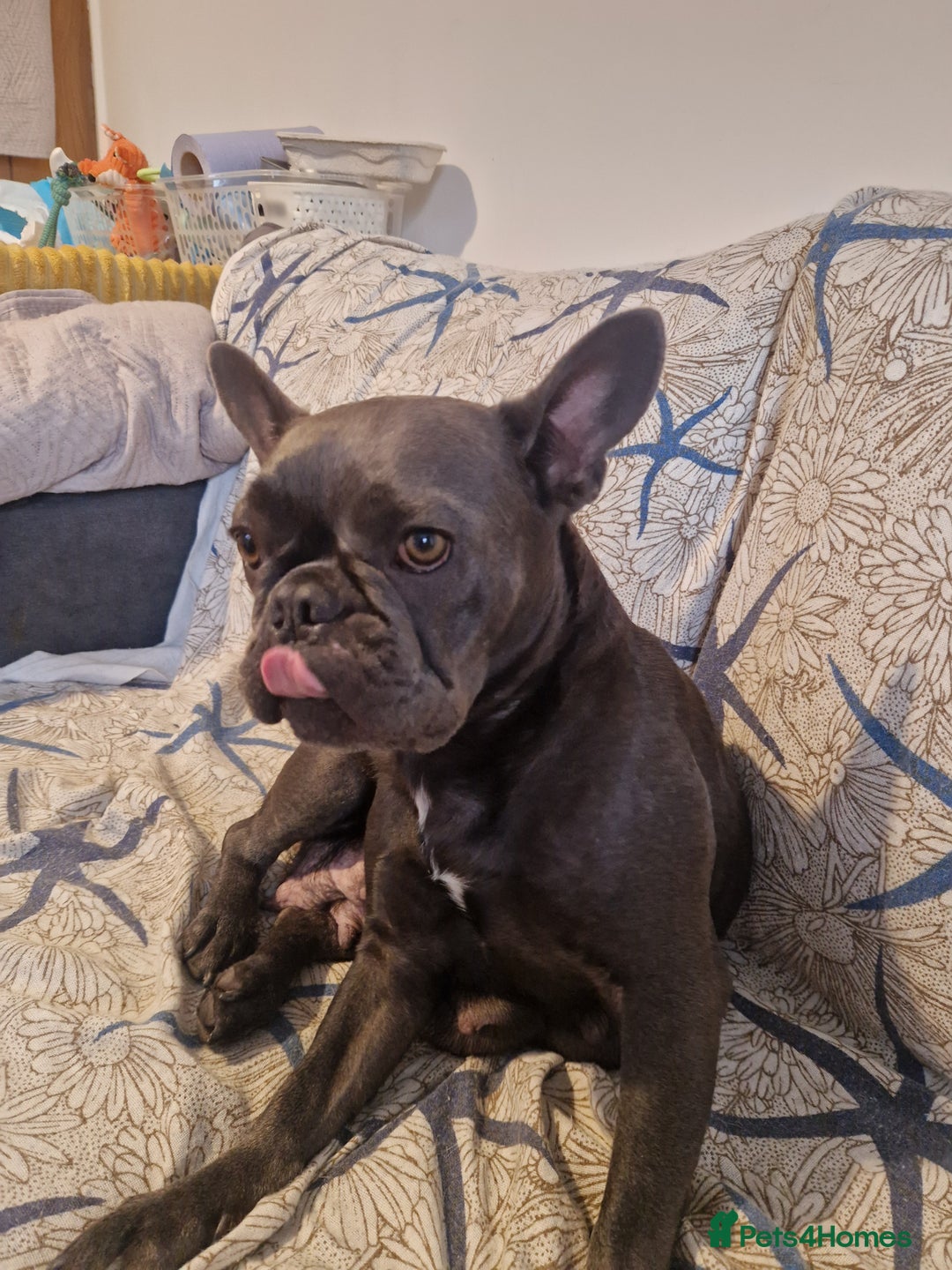 French Bulldog dogs for sale: Frenchie puppies  - Advert 12