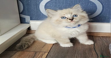 Ragdoll cats - Advert 7