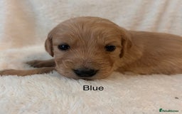 Golden Retriever dogs for sale: Beautiful KC Reg Golden Retriever - Advert 14