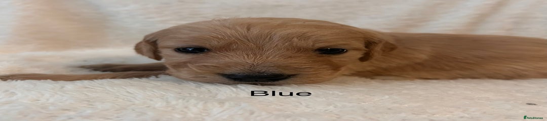 Golden Retriever Blue Boy