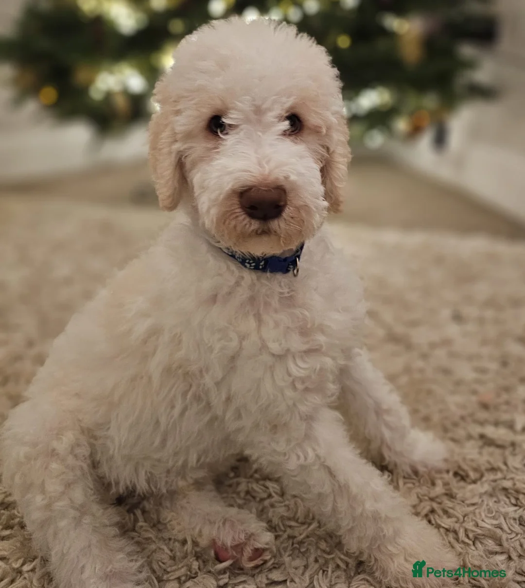 Labradoodle dogs for stud: Hypoallergenic Health Checked Labradoodle PROVEN😍 - Advert 11
