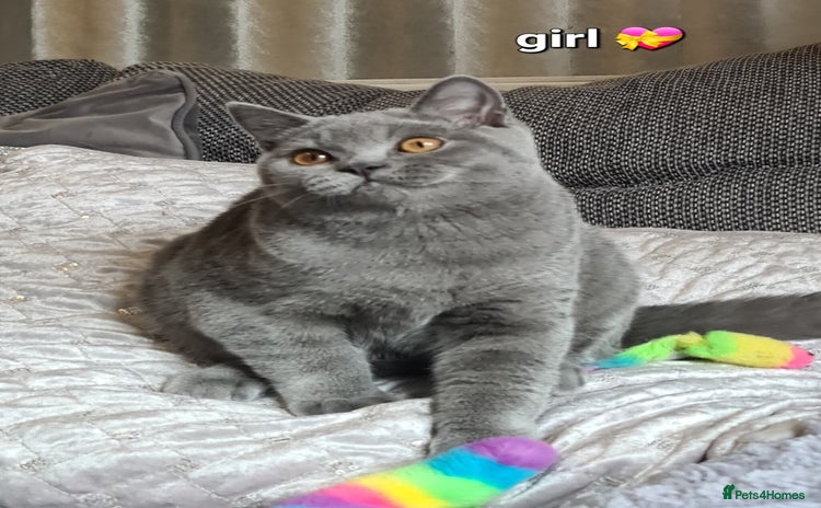 British Shorthair cats in Mexborough - Advert 3
