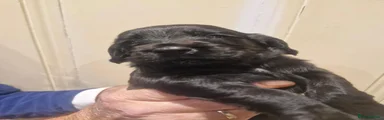 Cocker Spaniel 5