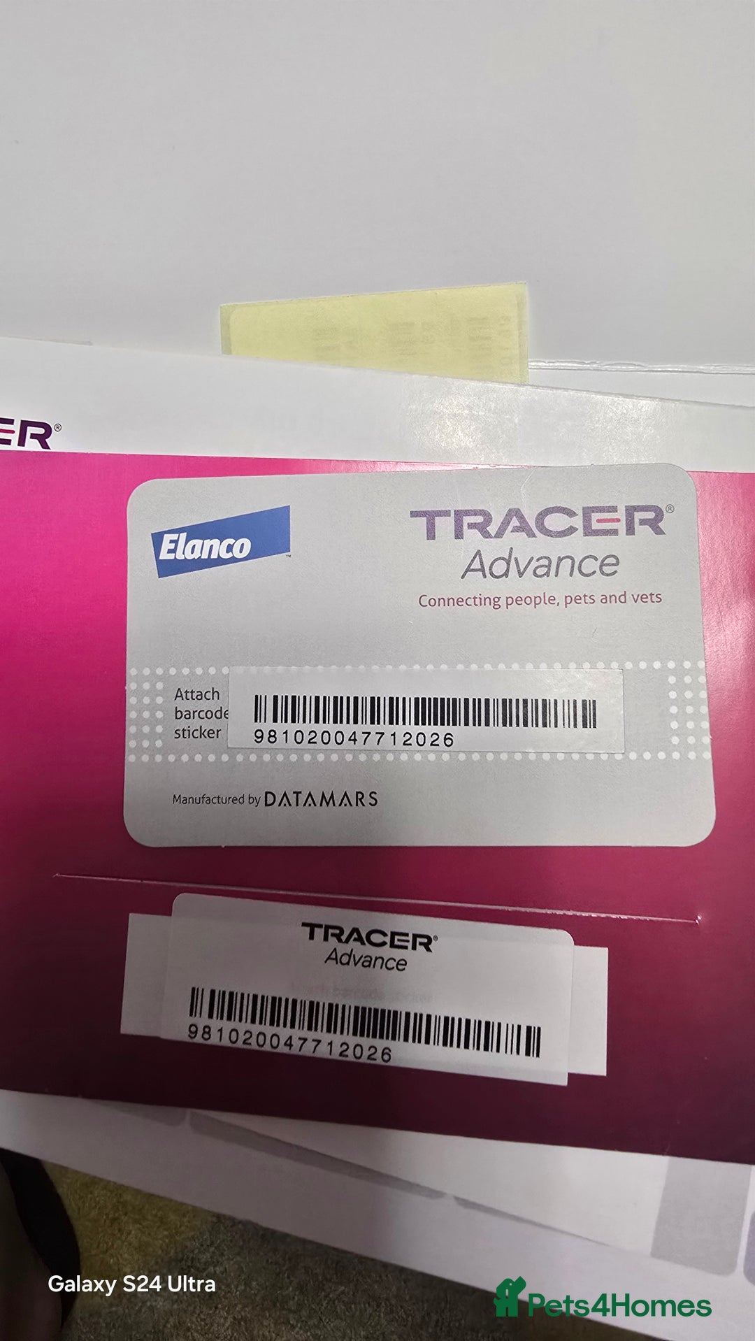 Ragdoll cats for sale: Ragdoll - Image 4