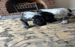 Cocker Spaniel dogs for sale: Blue roan cocker spaniels ready 17th September - Image 24