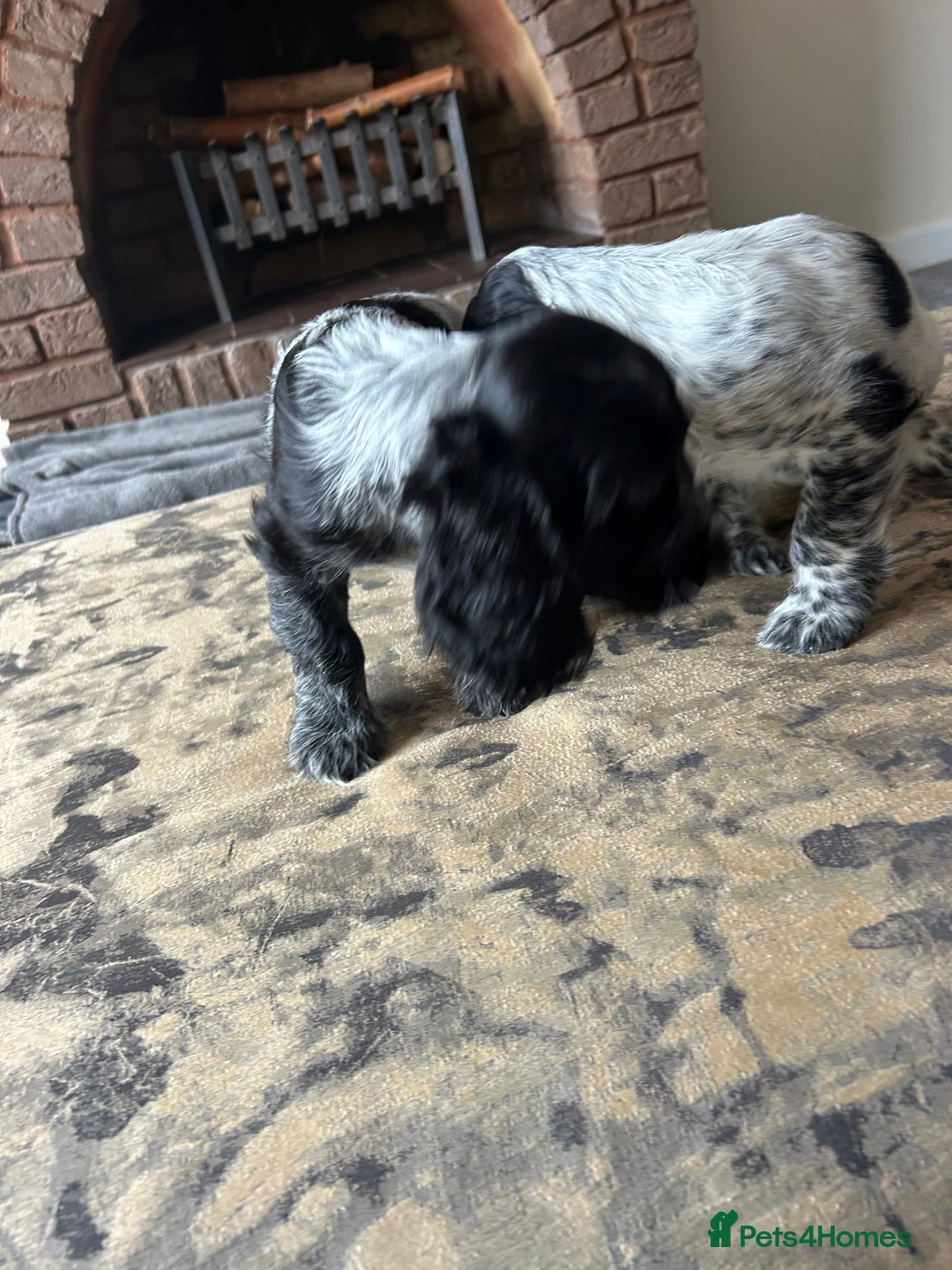 Cocker Spaniel dogs for sale: Blue roan cocker spaniels ready 17th September - Image 24