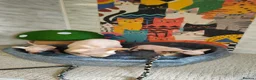 Sphynx cats for sale: Canadian Sphynx Tica registered,Blue eyes. - Advert 7