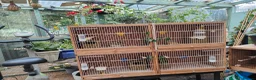 Canaries birds for sale: Male & Female Canaries for sale - Advert 4