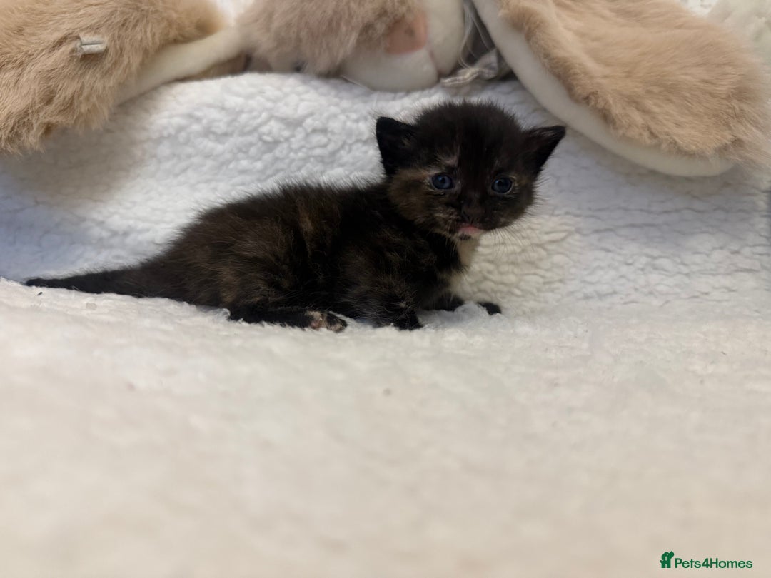 Mixed Breed cats for sale: Kittens  - Advert 17