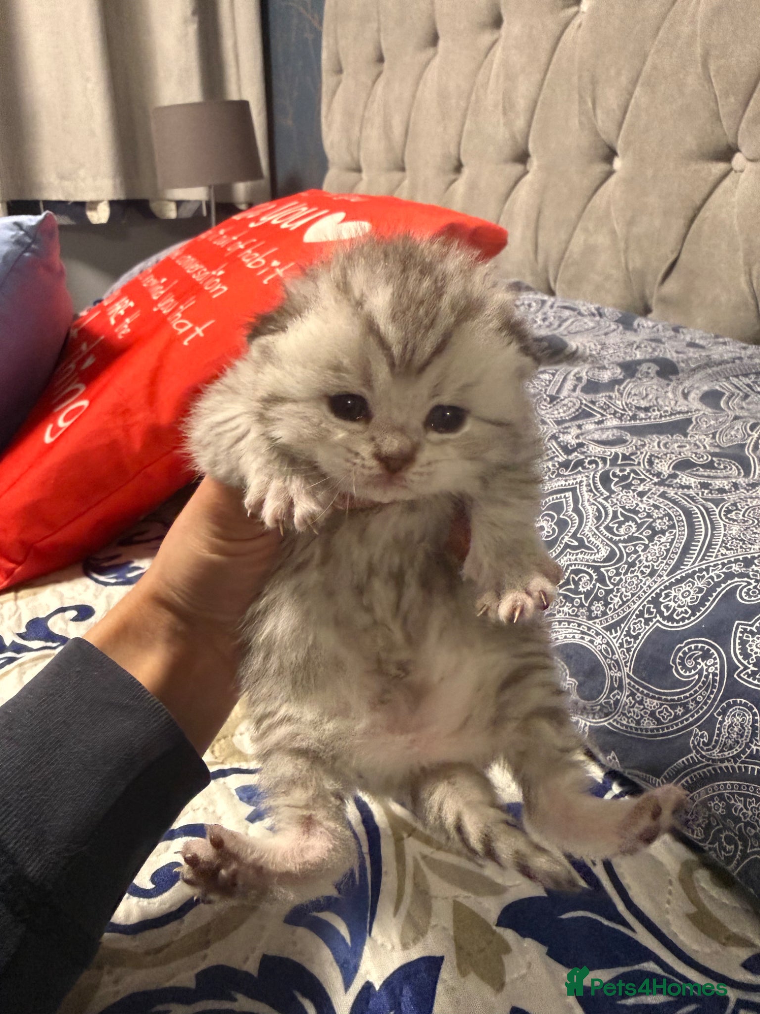 British Shorthair cats BSH kittens - Advert 1