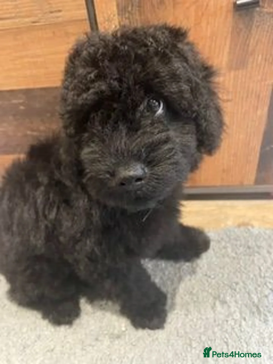 Labradoodle dogs for sale: F3 miniature labradoodles fully vac 2 boys left - Advert 2